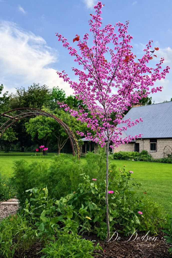 Young Eastern redbud tree covered in vibrant pink spring blossoms growing in a cottage-style flower garden.