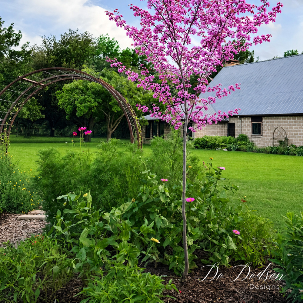 Blooming pink redbud tree standing in a lush cottage garden beside a rustic metal garden arch. The flower bed is filled with greenery and colorful blooms, with a farmhouse-style home and wide lawn in the background, creating a charming country garden scene.