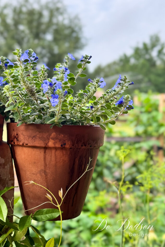 Blue flowering plant growing in a weathered terracotta hanging pot, suspended beside a garden trellis overlooking a lush cottage garden. The soft-focus background features raised garden beds and greenery, creating a peaceful country garden setting.
