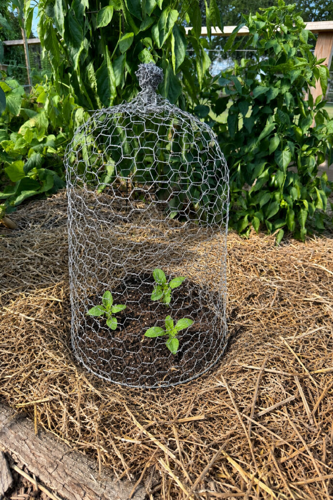 DIY chicken wire garden cloche protecting three young seedlings in a raised vegetable garden bed mulched with straw. The handmade wire cage shields tender plants from rabbits and other garden pests while adding rustic cottage charm to the backyard garden surrounded by pepper plants.