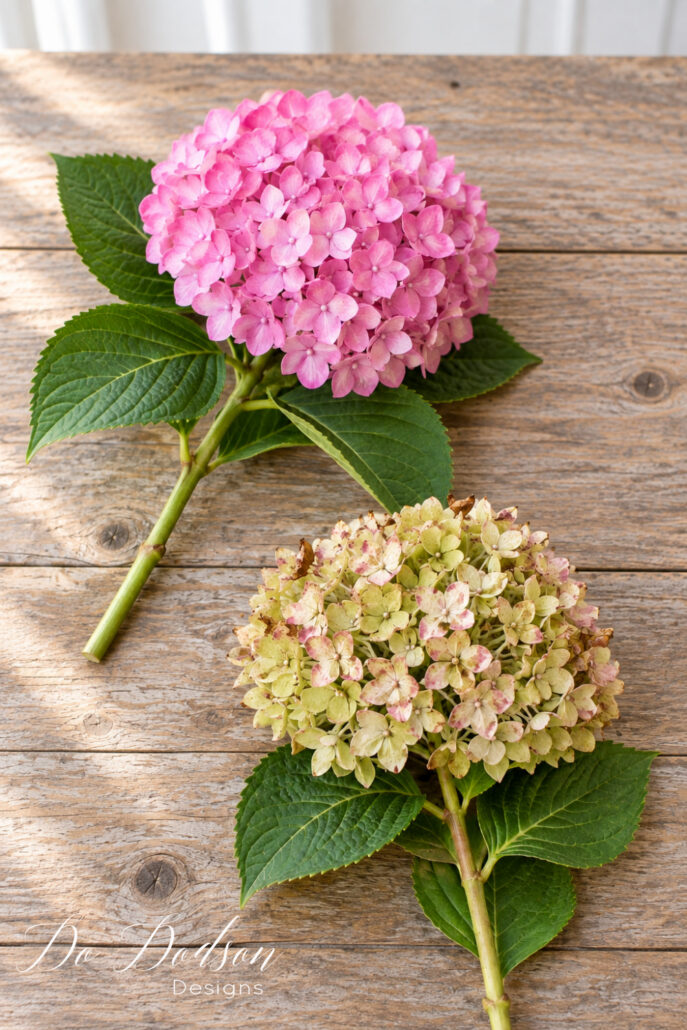 Fresh pink hydrangea compared with a mature faded bloom ready for drying