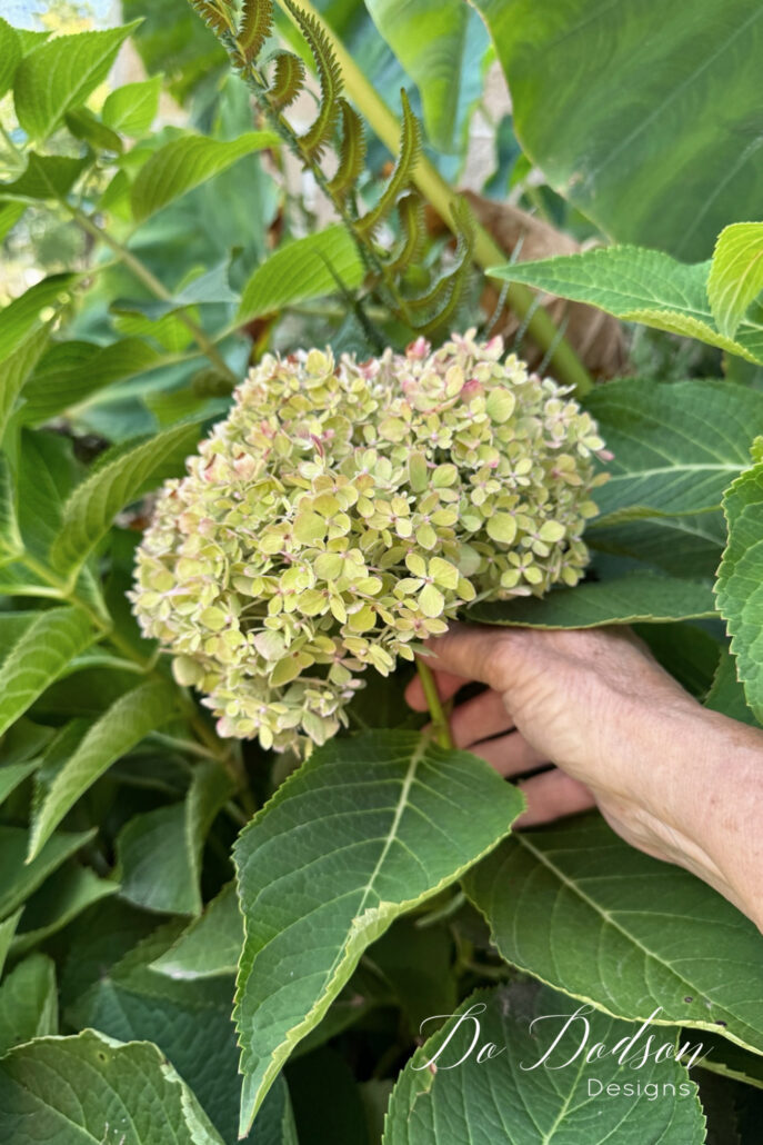 Checking a mature hydrangea bloom in the garden before cutting it for drying