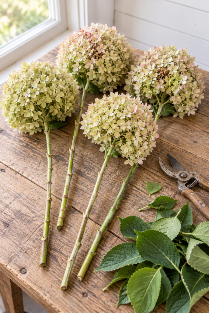 Mature hydrangea stems with lower leaves removed and garden pruners nearby before drying