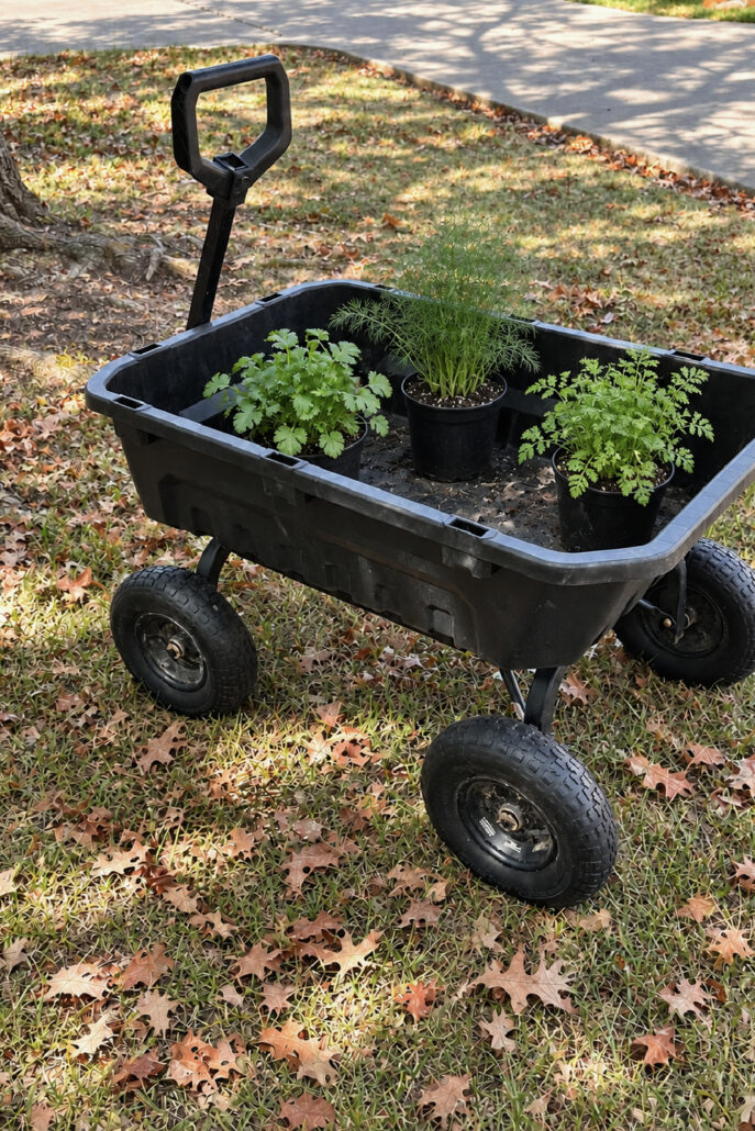 Cilantro, dill, and chervil arranged in three nursery pots inside a black garden wagon.